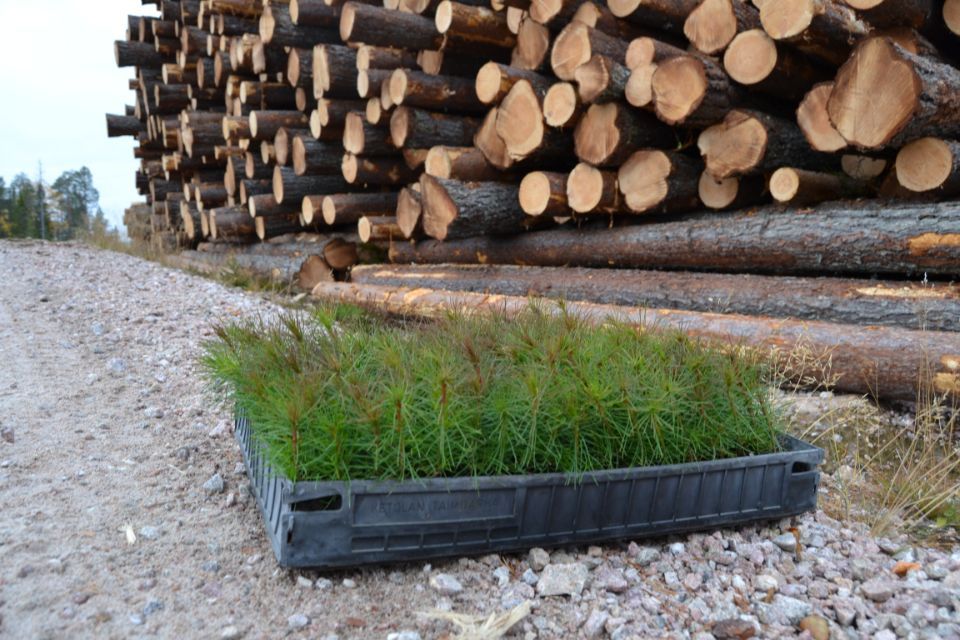 Tree saplings next to felled trees