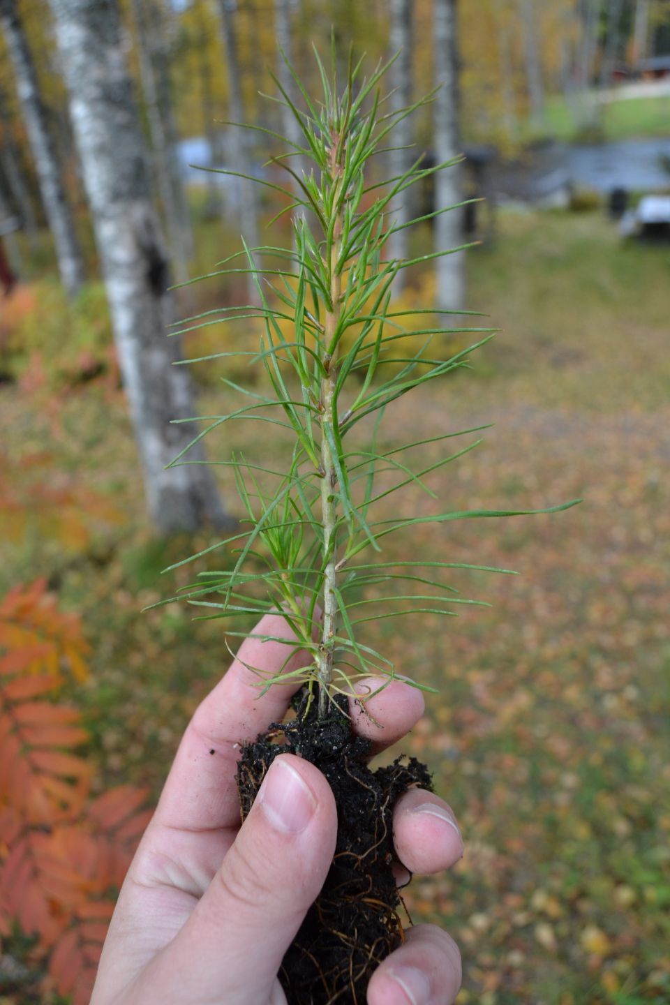 Tree sapling