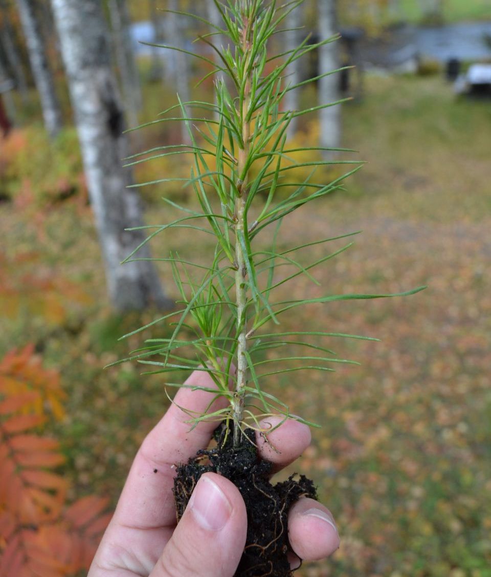 Tree sapling