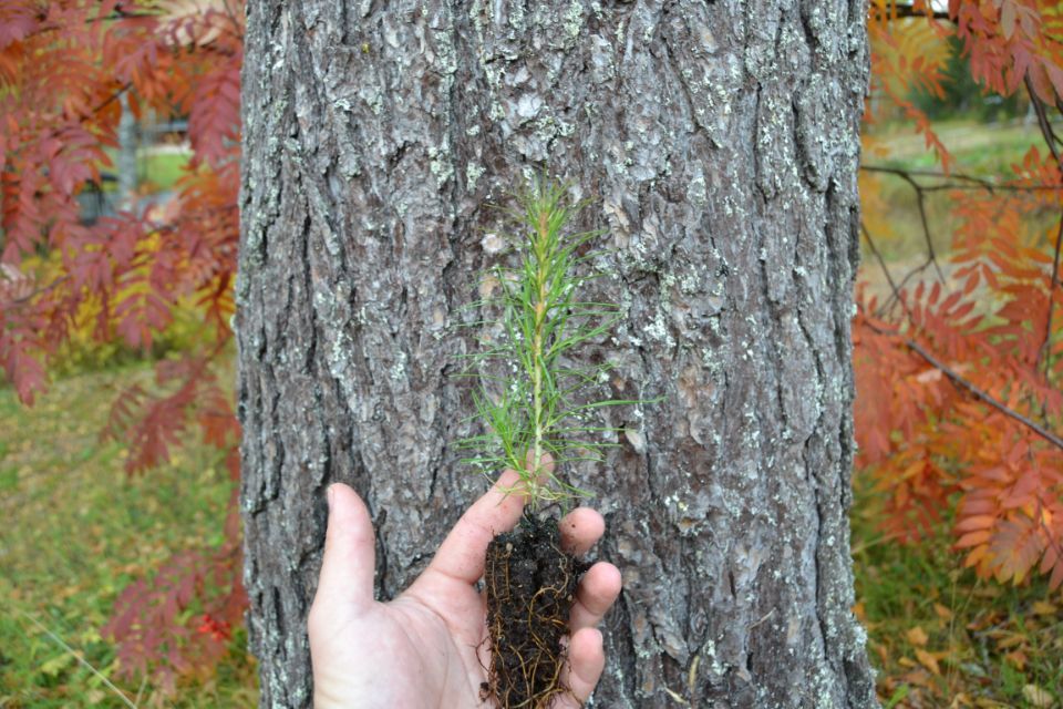 Conifer sapling