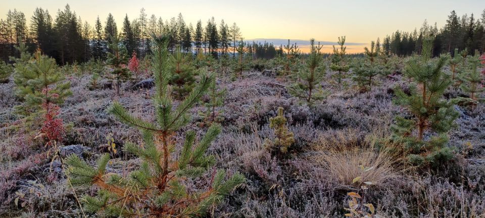 A forest nursery in Lapland