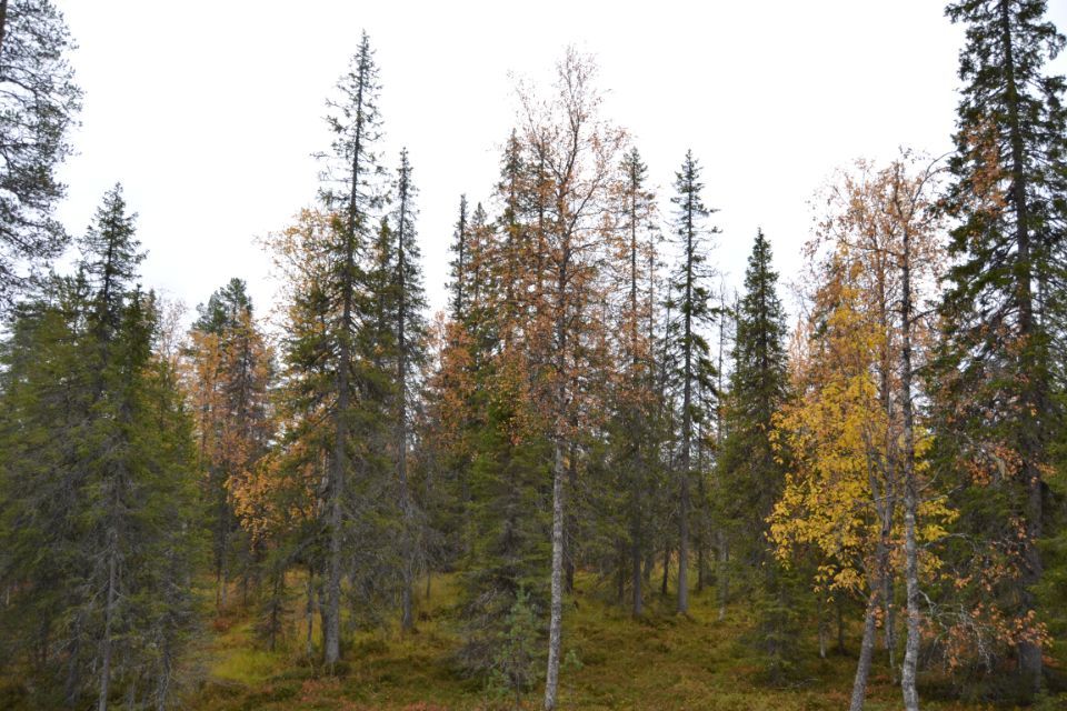 Conifer and broad-leaved forest
