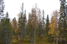 Havu- ja lehtipuumetsää