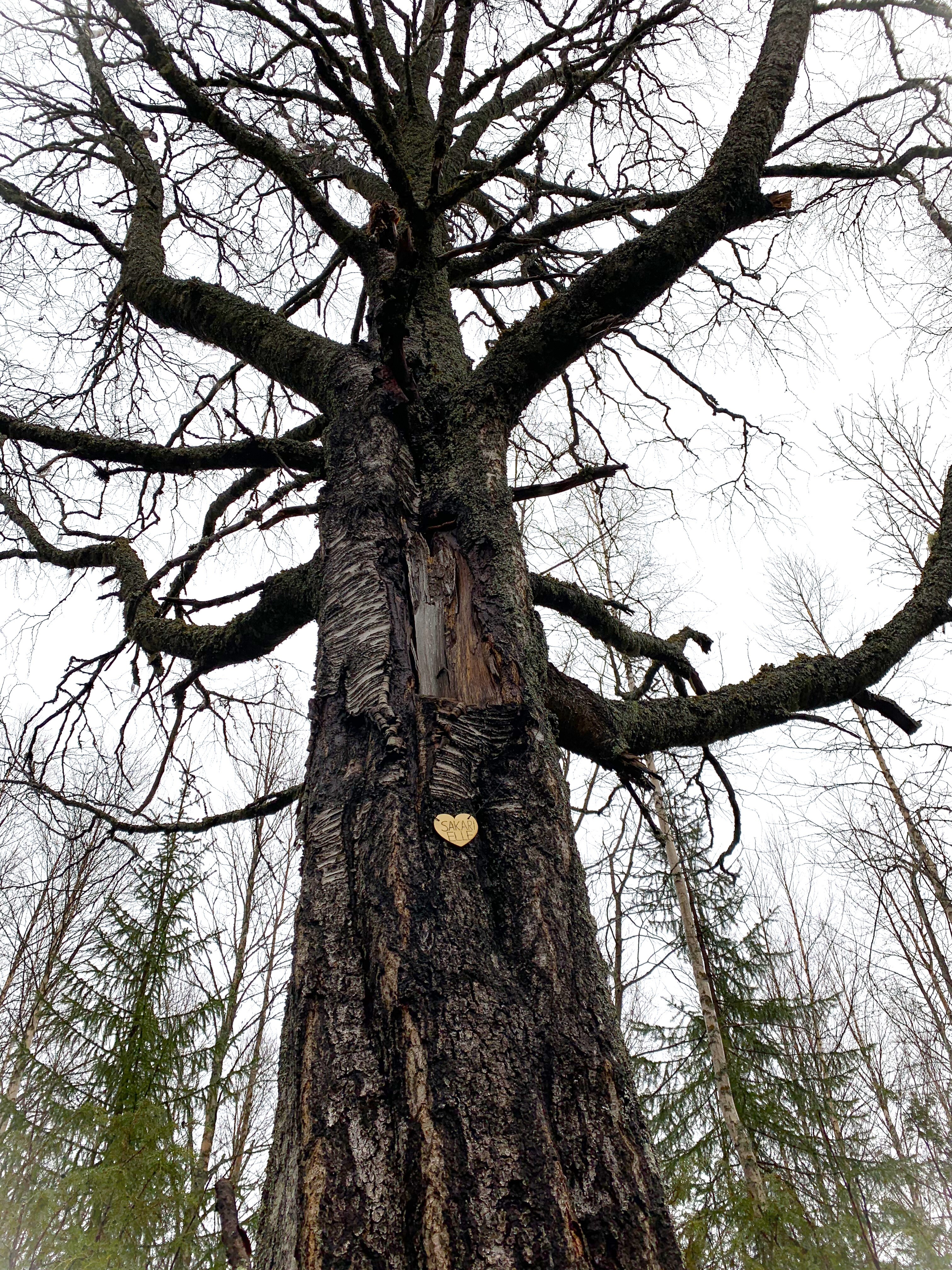 puu lahjoitus on luontoteko