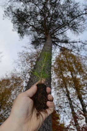 Männyn taimi