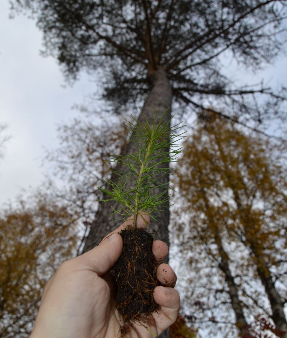 Pine sapling